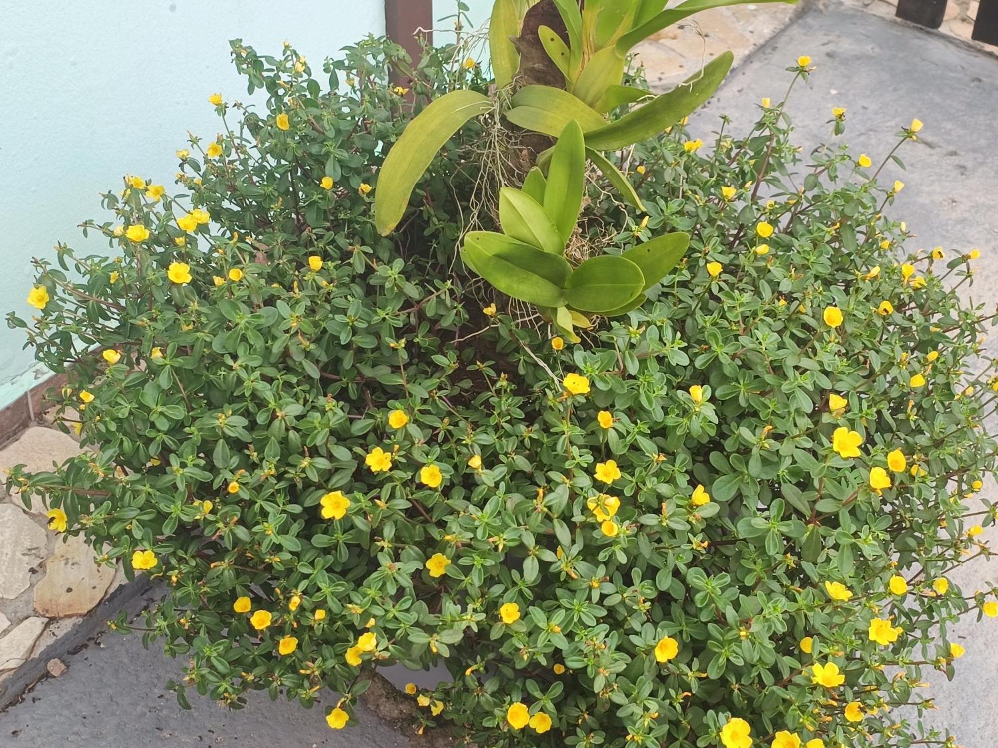 Pousada Nova Primavera Ubatuba Exterior foto